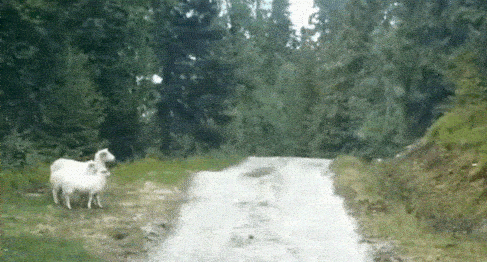 Never say never, gif of sheep chasing a fox.