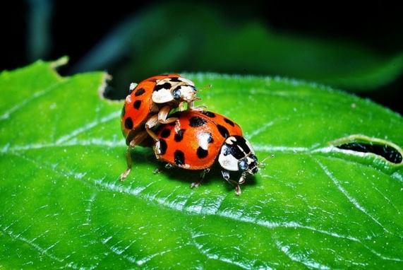 Adult Sex Ed: Let’s Talk About, image of two lady bugs one is standing behind the other.